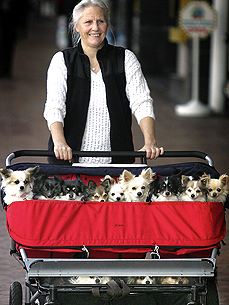 Bark Off: What's Your Go-To Pet Stroller?