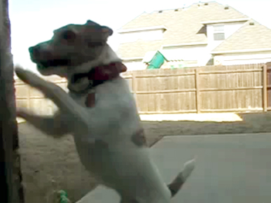 Monday's Funny Video: Jack Russell Wants In – Now!