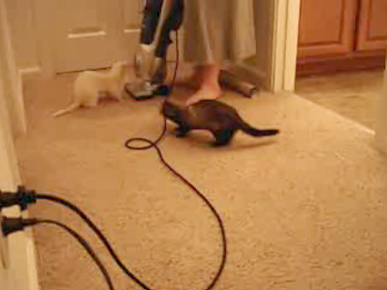 Thursday's Funny Video: Attack of the Vacuum!