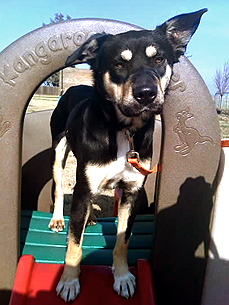 Adopt Me, Please! Polite Dog Judy Needs a Good Home