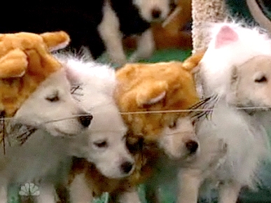 Friday's Funny Video: Puppies Dressed As Cats on Conan!