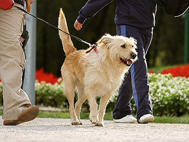 Petiquette: Hey, Dog Walkers, Keep It on a Short Leash!