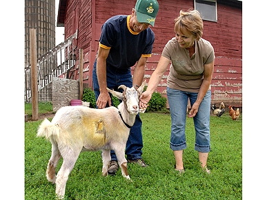 Painted Goat Rescued from Car Trunk Finds Forever Home