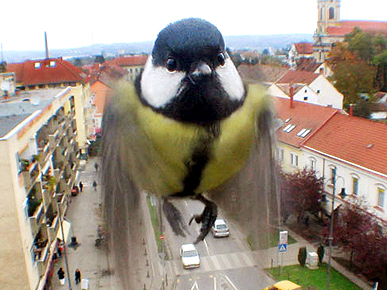 Hungarian Surveillance Camera Goes to the Birds