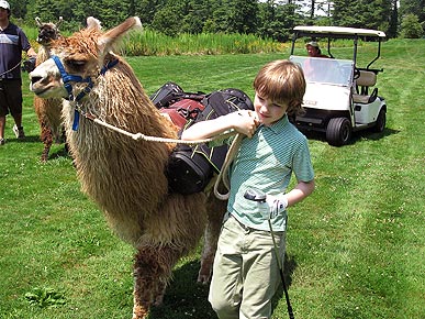 North Carolina Golfers Let Llamas Carry Their Clubs