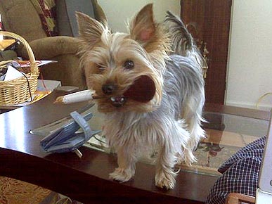 Animal 'D'oh!': Max the Pooch Thinks He's Max Factor