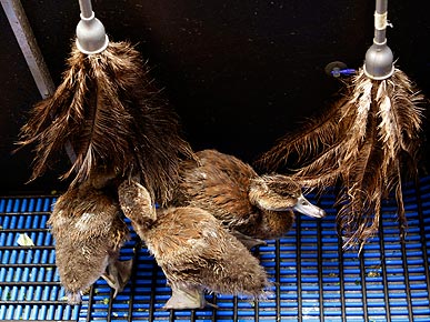 Feather Dusters Become Surrogate Mom to Abandoned Ducklings