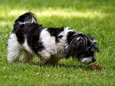 Petiquette: How to Deal with Dogs Who Eat Poop?