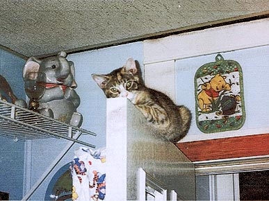Animal 'D'oh!': Paige the Cat Is a DIY Doorstop