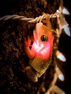 Light Diet: Cuban Tree Frog Glows After Swallowing Bulb