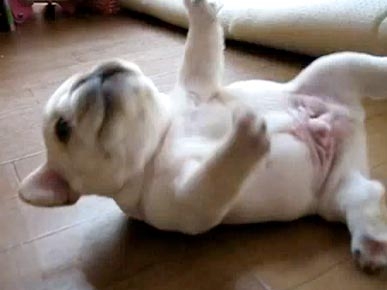 Wednesday's Funny Video: Update! Baby Bulldog Finally Rolls Over