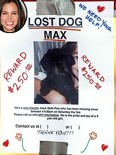 Brooke Burns 'Devastated' About Missing Maltipoo Max