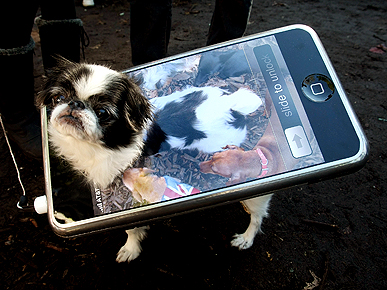 The Water Bowl: Nearly 70 Cats Escape Florida House Fire; Plus: Marines Ban Aggressive Pets