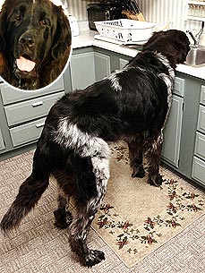 7 Ft.-Long Boomer Could be the World's Tallest Living Dog