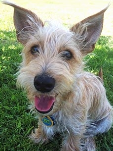 Show Us Your New Family Member! Share Photos of Your Adopted Dog