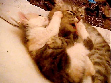 Tuesday's Funny Video: 'Naughty' Kitten Gets a Bath