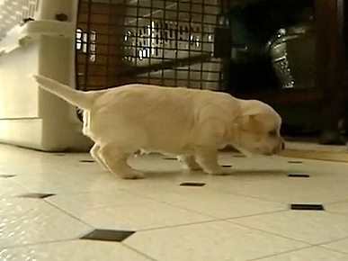 Tuesday's Funny Video: Moonwalking Puppy!