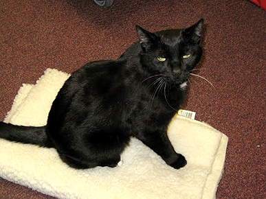 'Hallo' Again, Max!  Cat Reunited with Family that Moved to Germany