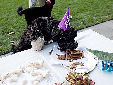 The Water Bowl: Bo's Veal Birthday Cake! Plus, Are Pets Bad for the Environment?