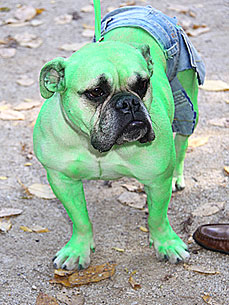 Fun Photos: 19th Annual Tompkins Square Halloween Dog Parade