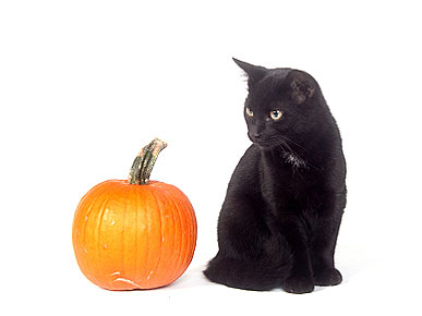 Black Cats Face Their Own Bad Luck on Halloween