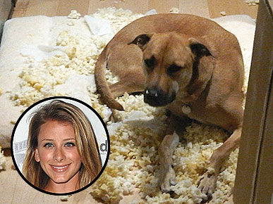 Stars A-Twitter: Lo Bosworth's Pooch Looks Cute Getting Into Trouble