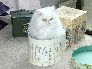 It's National Cat Day: Did You Pamper Your Kitty Today?