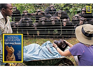 The Water Bowl: The Story Behind the Chimp Burial Photo; Plus, Are Dogs Really That Smart?