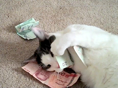 Monday's Funny Video: Mean Kitty Has Money!