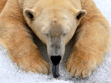 PHOTO: Polar Bear Gets 2.5-Ton ...