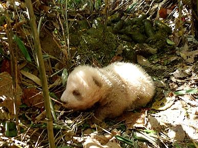 Rare Brown Giant Panda Cub Discovered in China