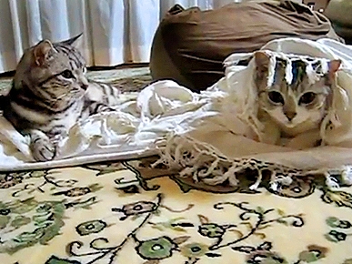 Tuesday's Funny Video: Dramatic Blob Cat Doesn't Faze Chill Kitty