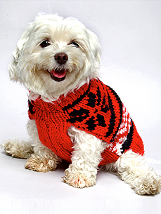 POLL: Do You Get Professional Holiday Pet Photos?