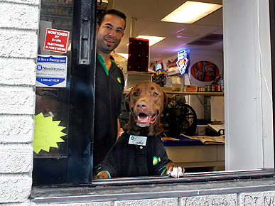 Cody the Labrador Works at a Florida Gas Station
