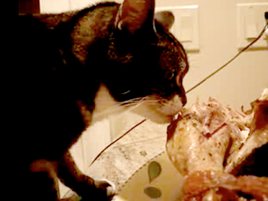 VIDEO: What Are Pets Thankful For? Leftovers!