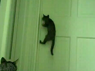 Thursday's Funny Video: Cat Can Open Doors!