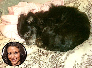 Stars A-Twitter: Shannon Elizabeth's Tuckered Out Pooch!