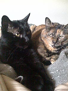 Adopt Us! Orphan Cats Jethro and Ellie May Are Big Flirts