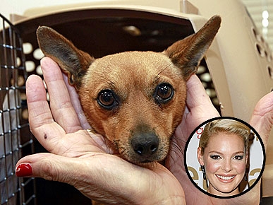 'Project Flying Chihuahuas' Takes Off With a Little Help from Katherine Heigl