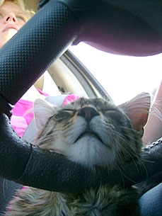 Animal D'Oh!: Percy the Cat Falls Asleep at the Wheel!