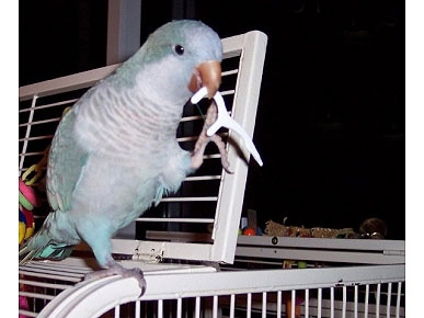 Caption Contest: What's This Bird Doing with Dental Floss?