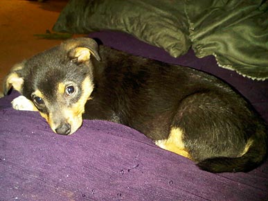 A Family's Tragedy: Puppy and Christmas Presents Stolen on Christmas Eve