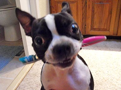 Animal D'Oh! Ari the Dog Wants to Brush Your Teeth