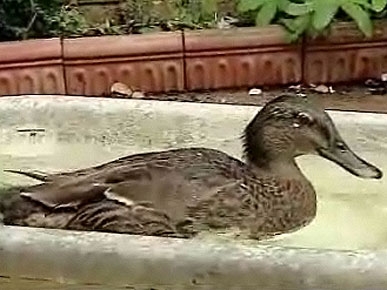 The Water Bowl: One of the Oldest Living Ducks Dies at Age 22; Plus: Severed Lamb's Head Found at IKEA