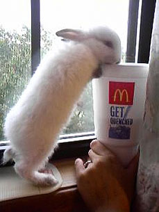 Caption Contest: Thirsty Rabbit Takes a Sip