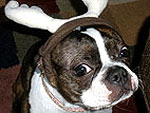 Reindeer Pets 20 Cats and Dogs in Antlers
