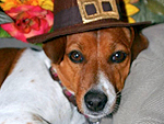 Give Thanks! Dogs and Cats As Pilgrims