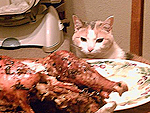 Pet Vs. Turkey: 10 Hungry Stare-Downs
