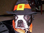 Dogs and Cats in Witch Hats