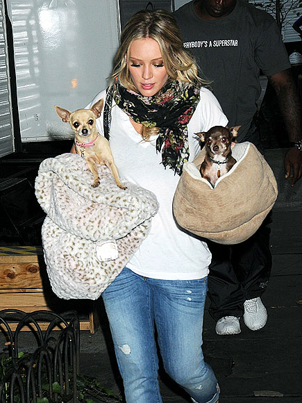 PUPS ON BOARD photo | Hilary Duff